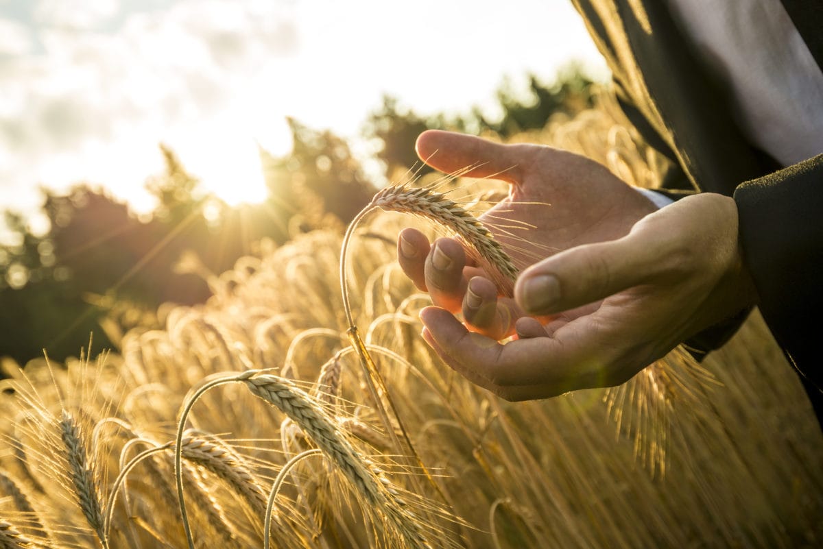 Closeup of hands of businessman cupping a ripe ear of wheat in holding it in front of the fiery orb of the rising morning sun in a conceptual image for business inspiration and start up.